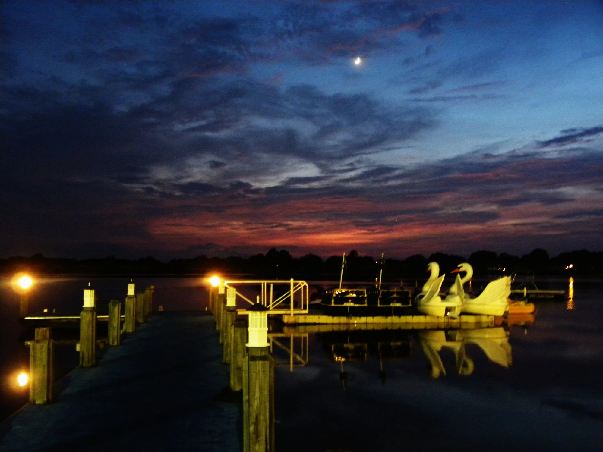 Swans at sunset