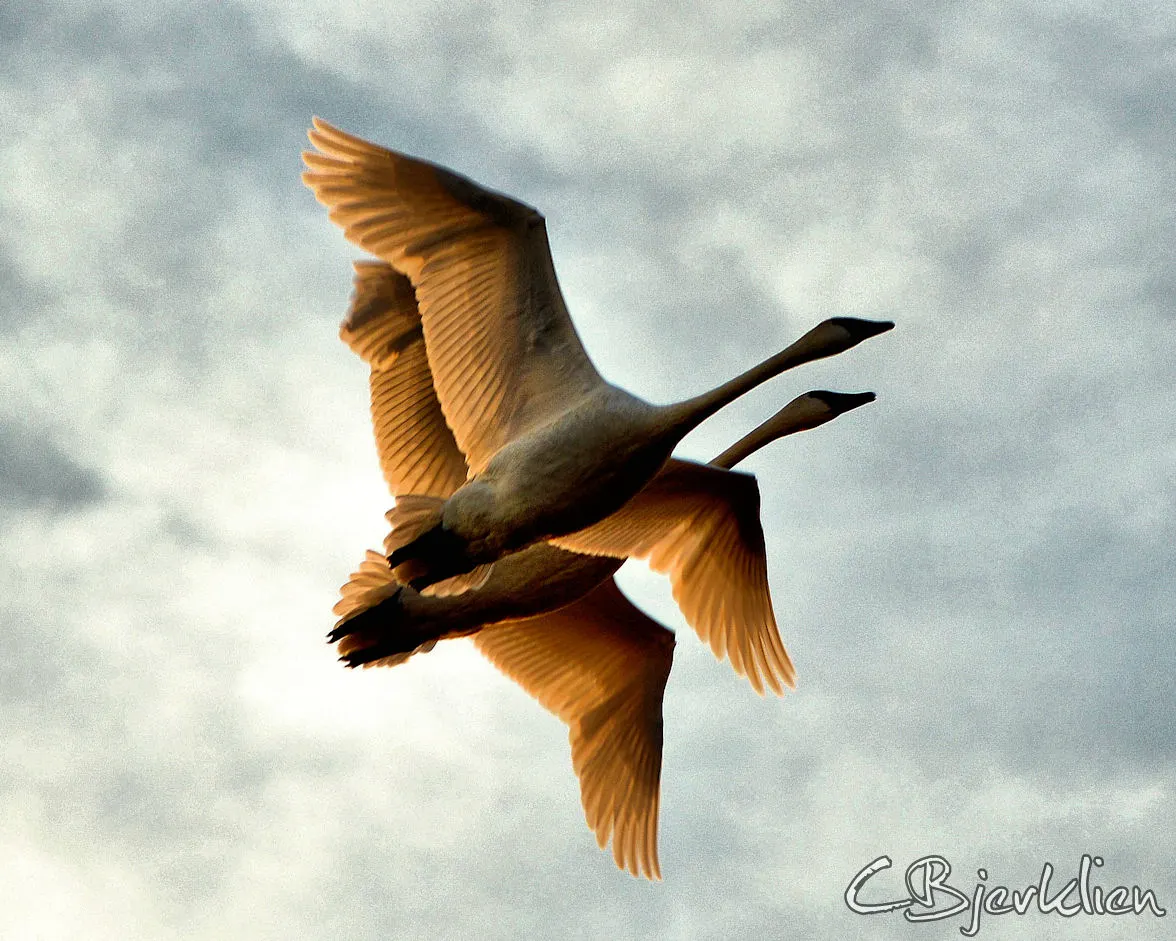 swans late fall