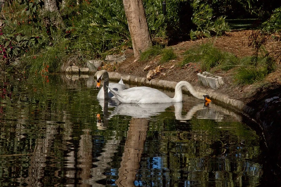 Swans