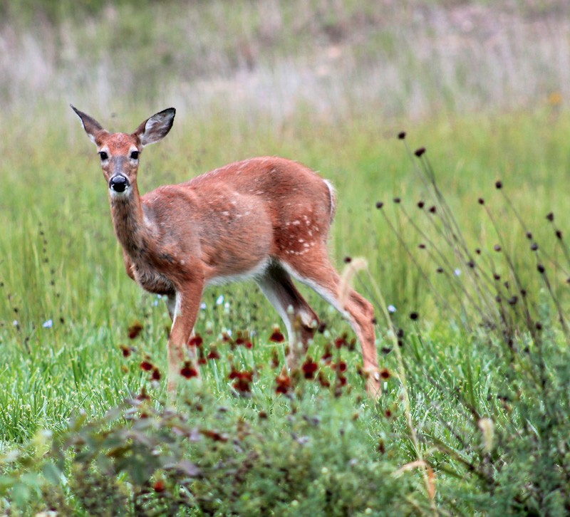 Sweet Fawn (side yard)