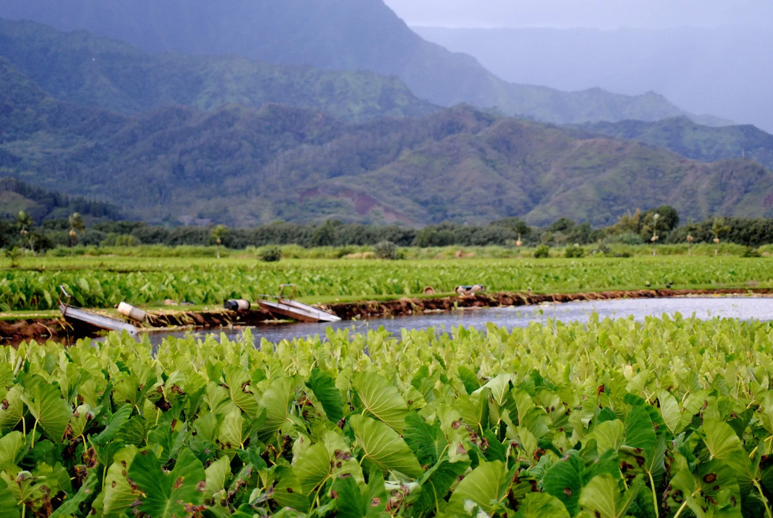 Taro_plant_Hanalei_valley