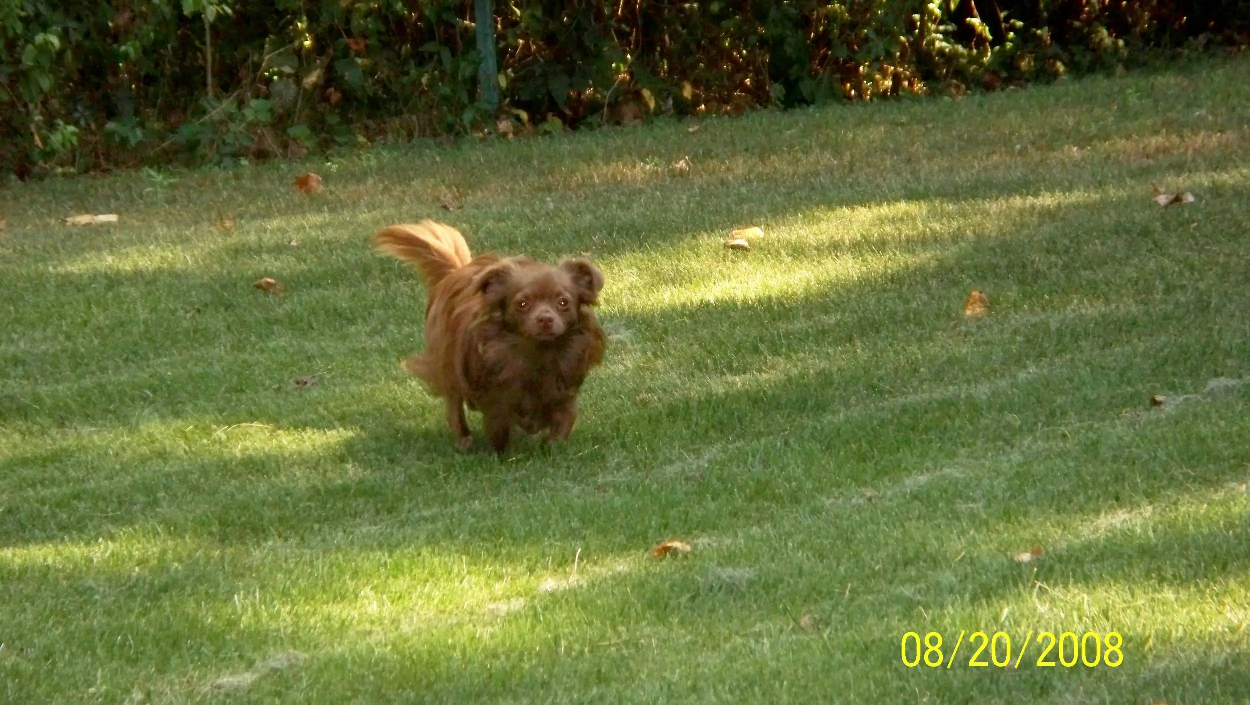 Taz