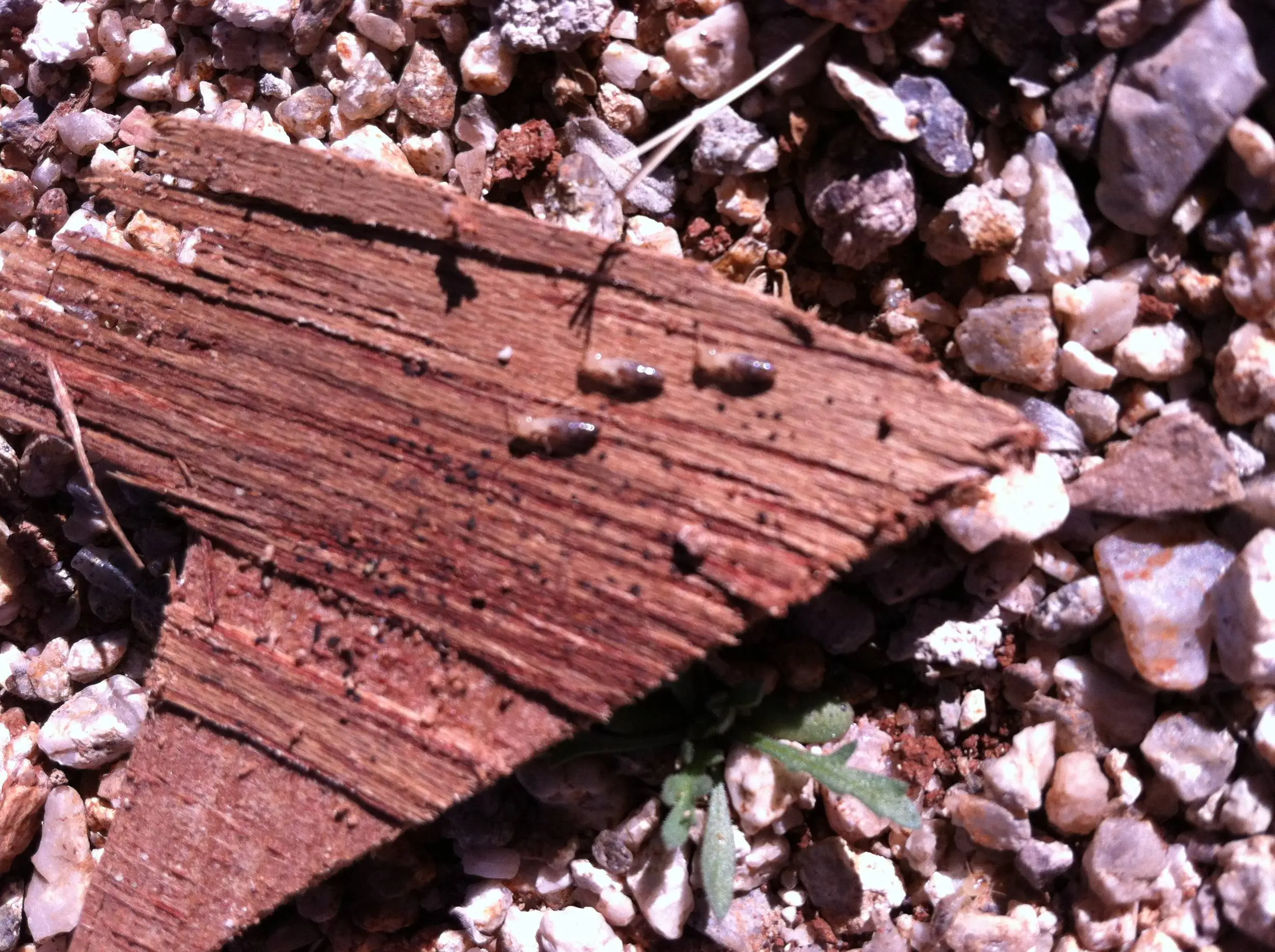 Termites!