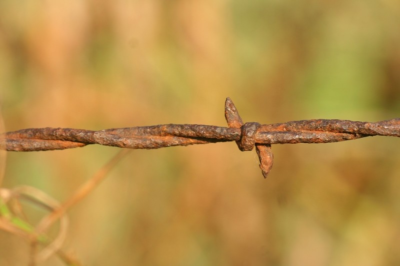 Texas Barbed Wire