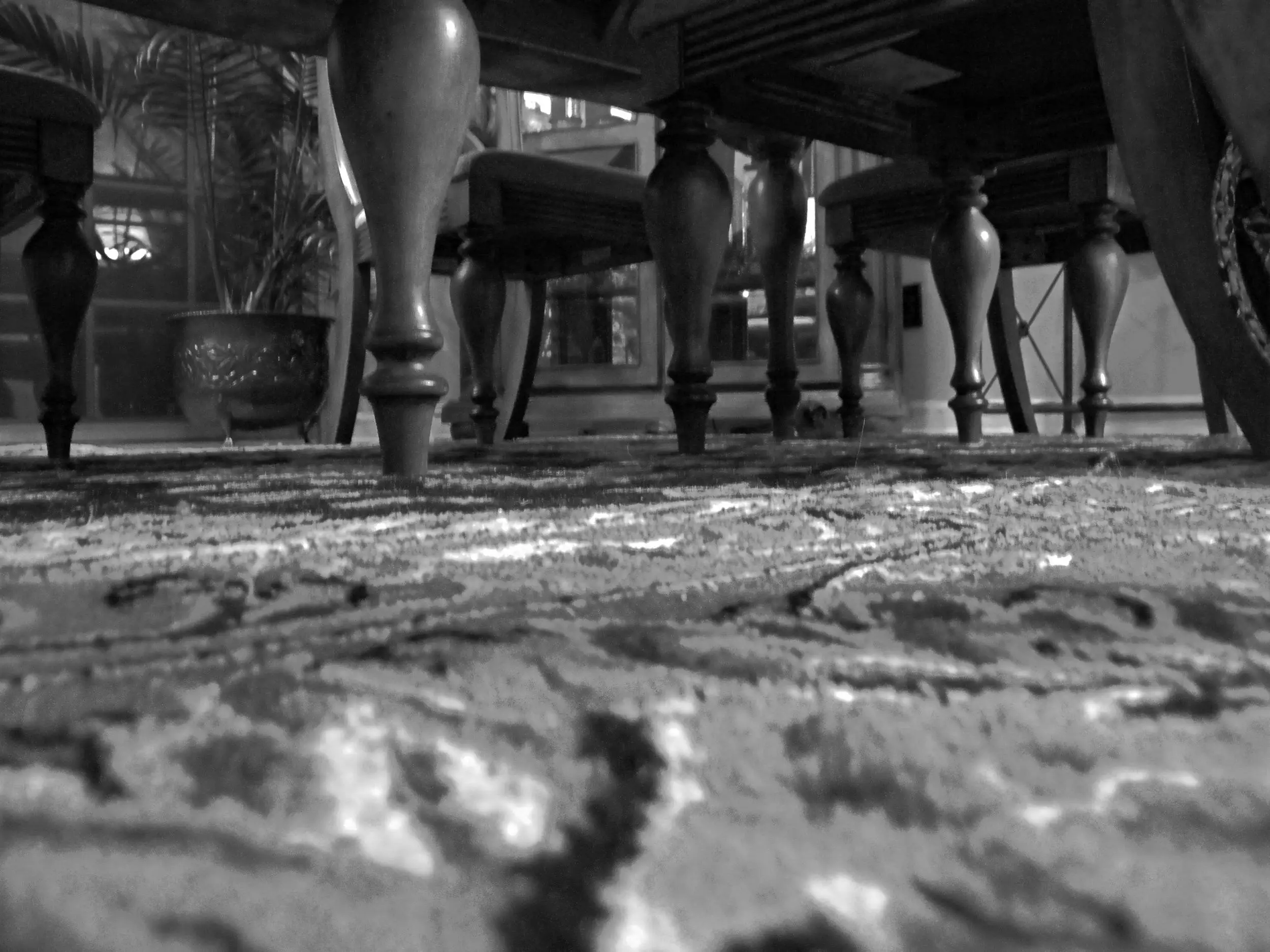 The ants point of veiw- how an ant sees