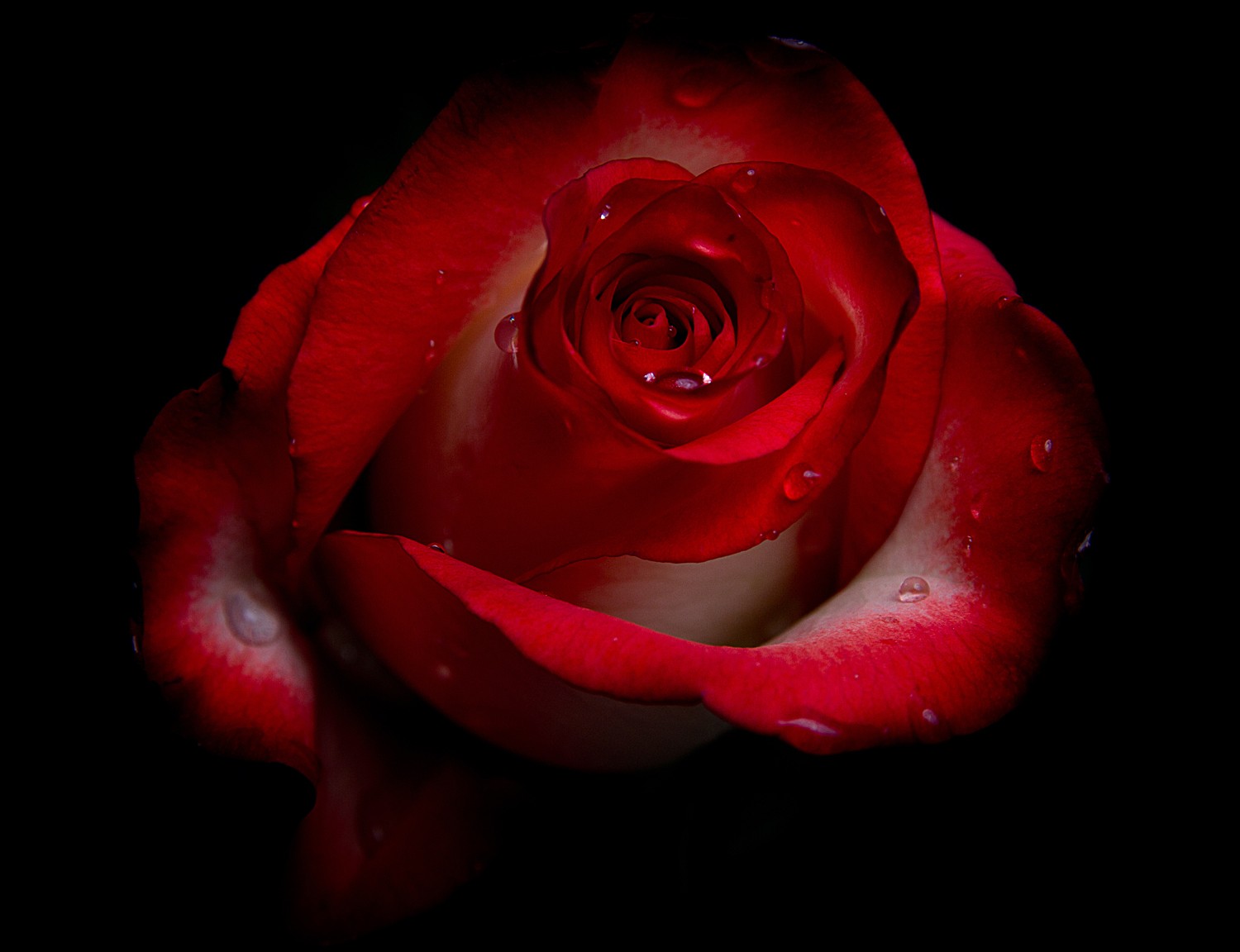 The Beautiful Rose