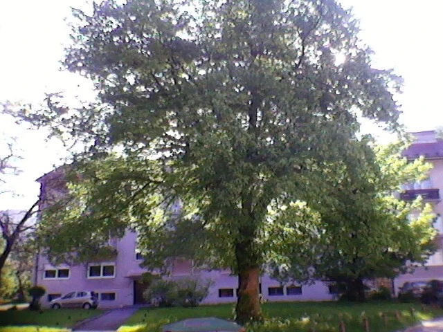 The big tree in front of big house