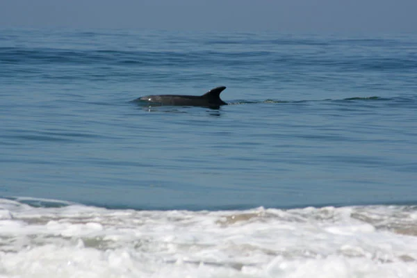 the bottlenose