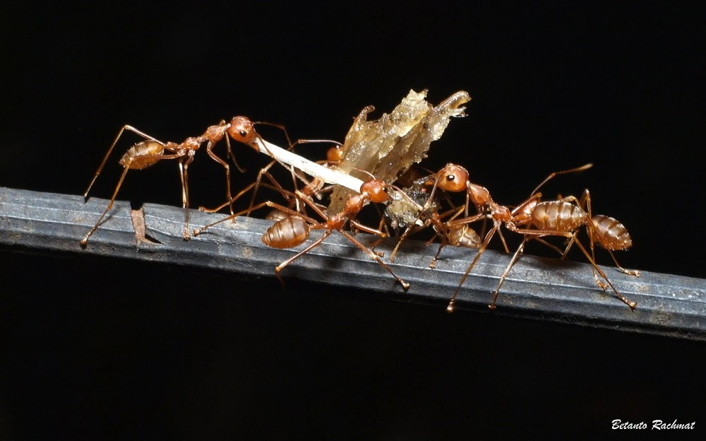 the colony