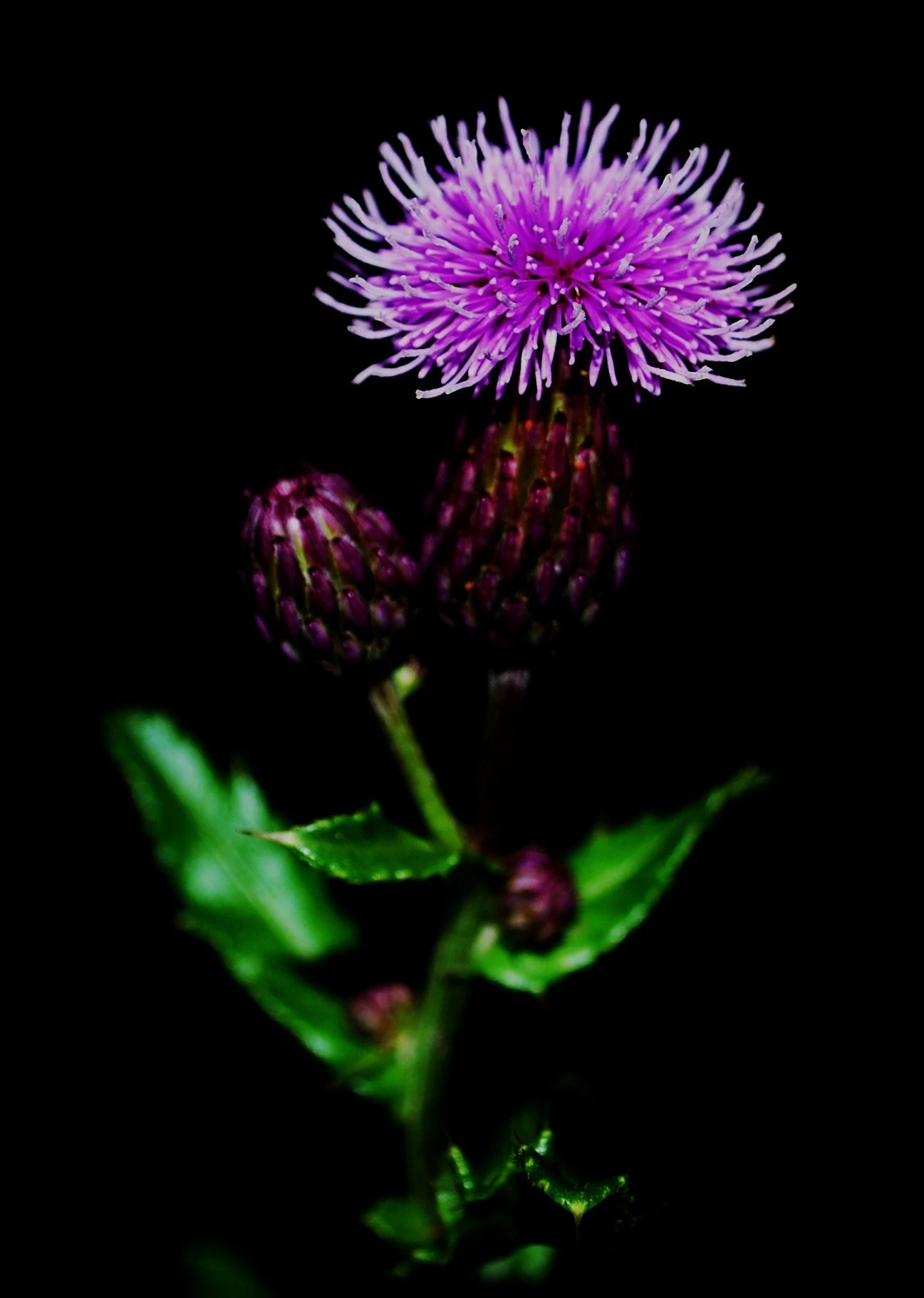 The Color Purple