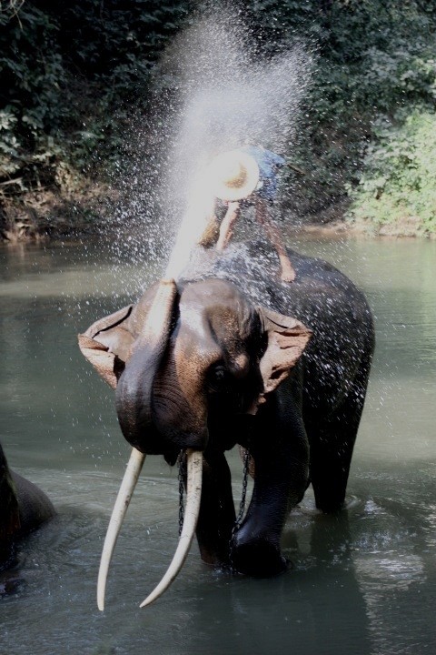 The Elephants Revenge