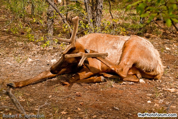 The Elk, or Wapiti