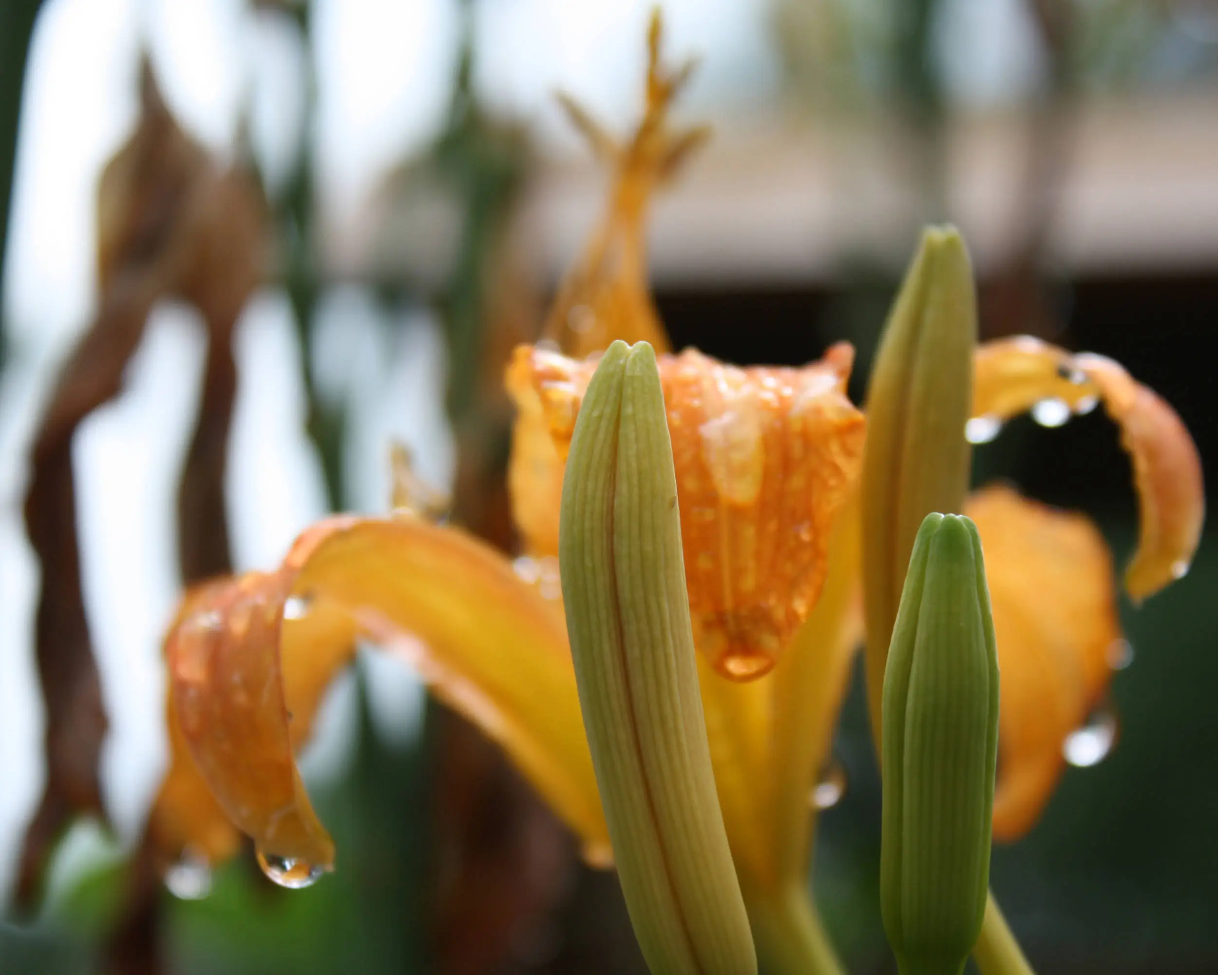 The flower that made it