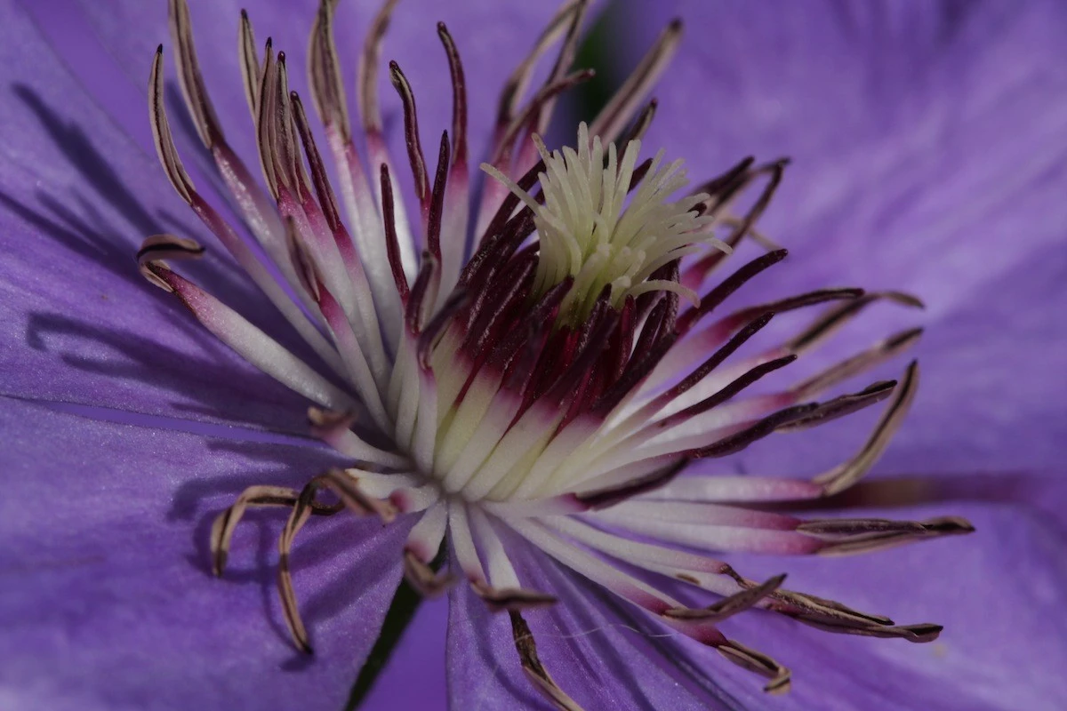 The heart of a clematis
