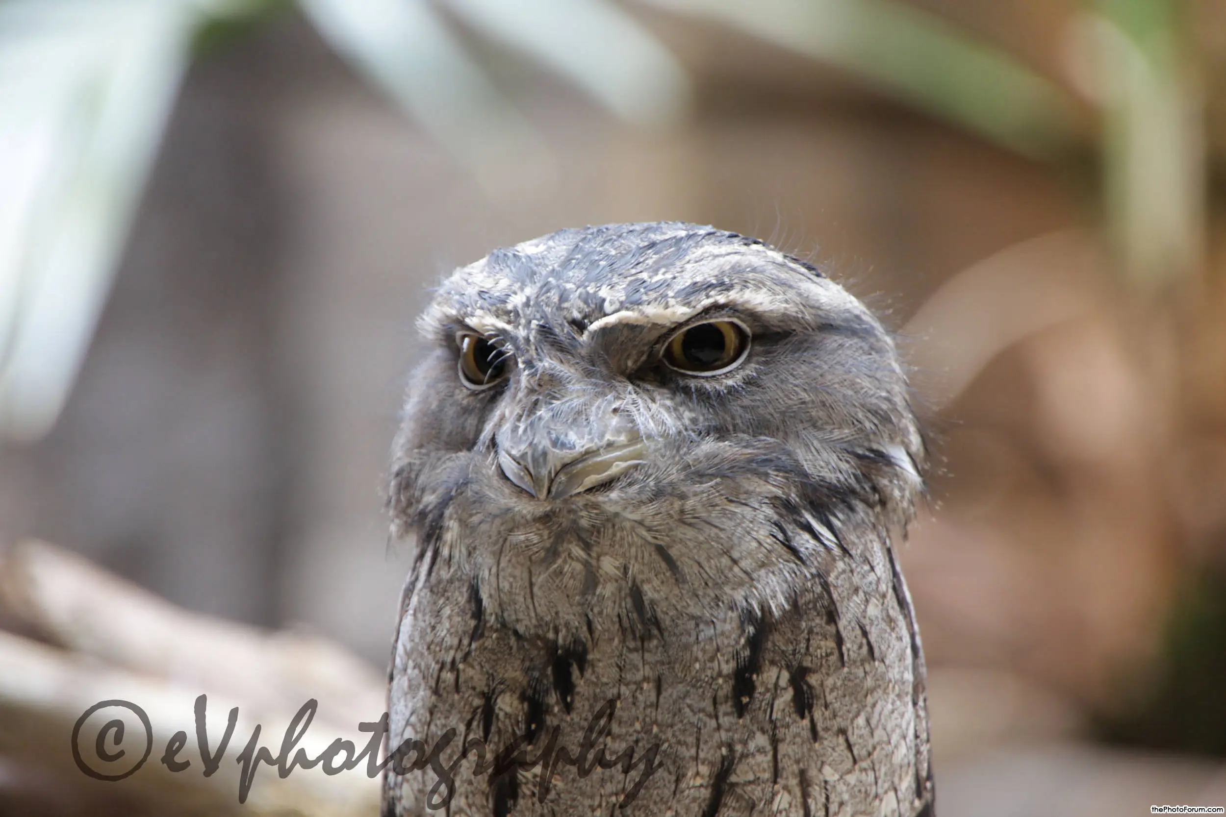 The Owl