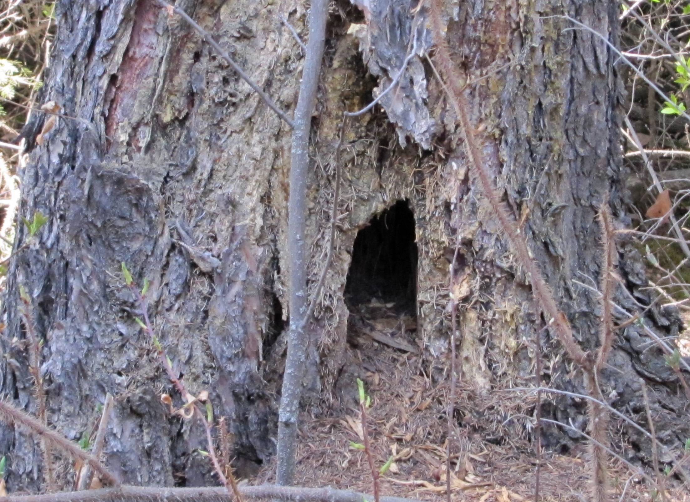 The Squirrel's House