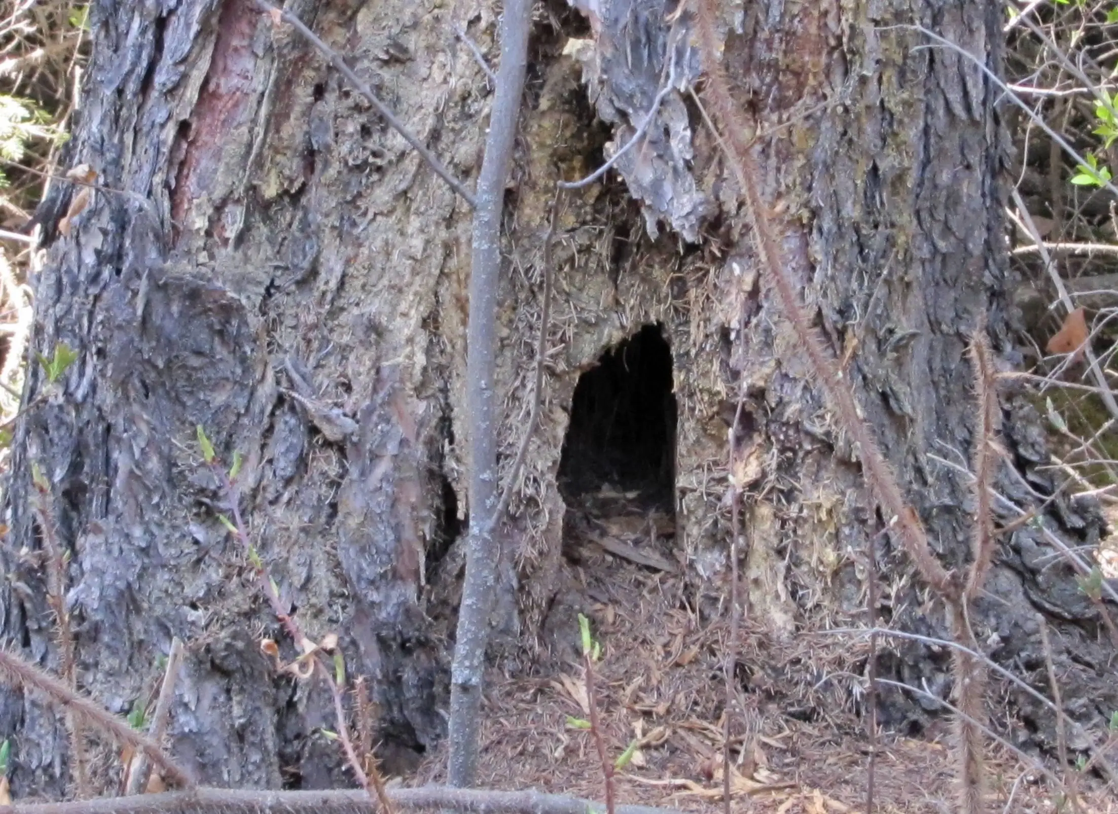 The Squirrel's House