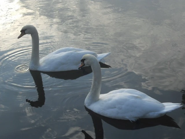 The Swans