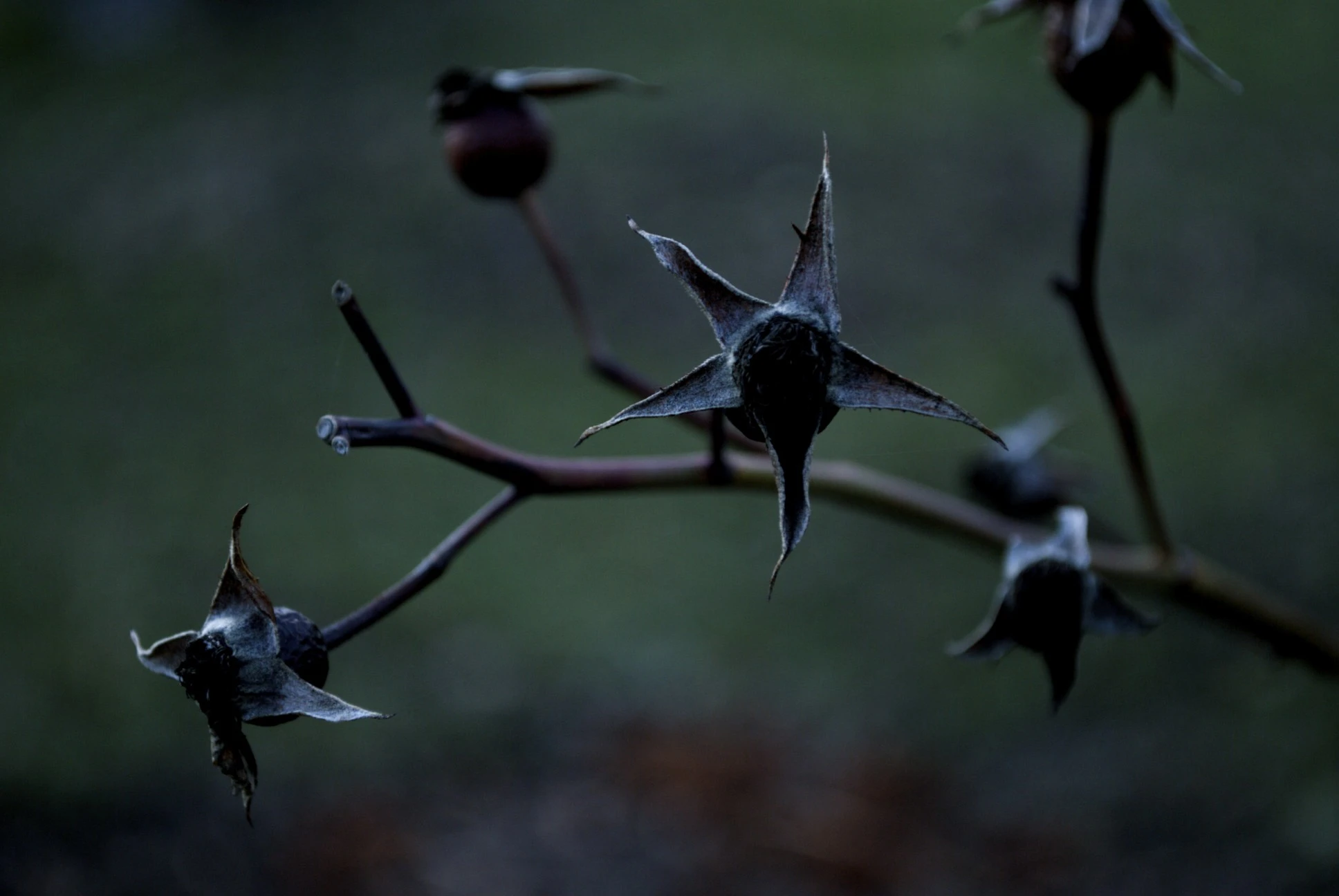 The Unknown Flower