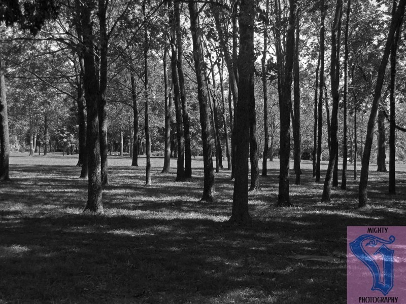 Thicket of trees