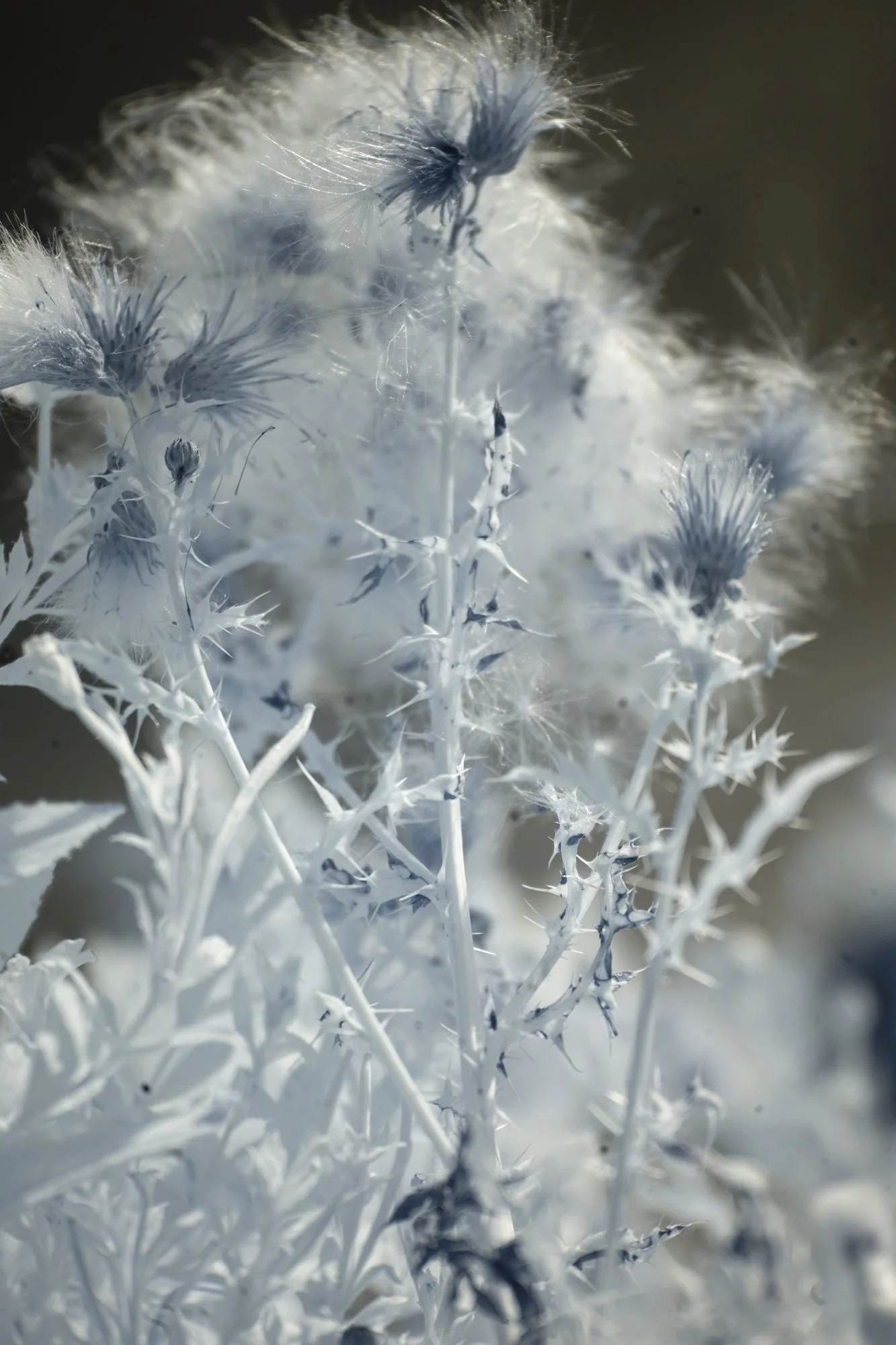 Thistle IR