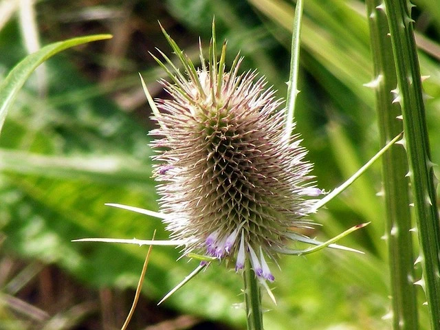Thistle