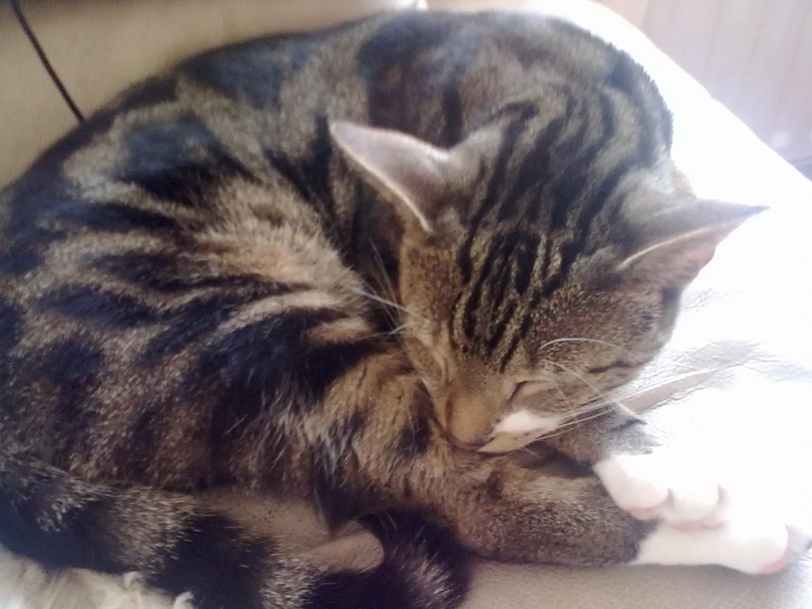 TIGGY THE MAD CAT SLEEPING