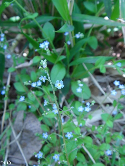 Tiny flower