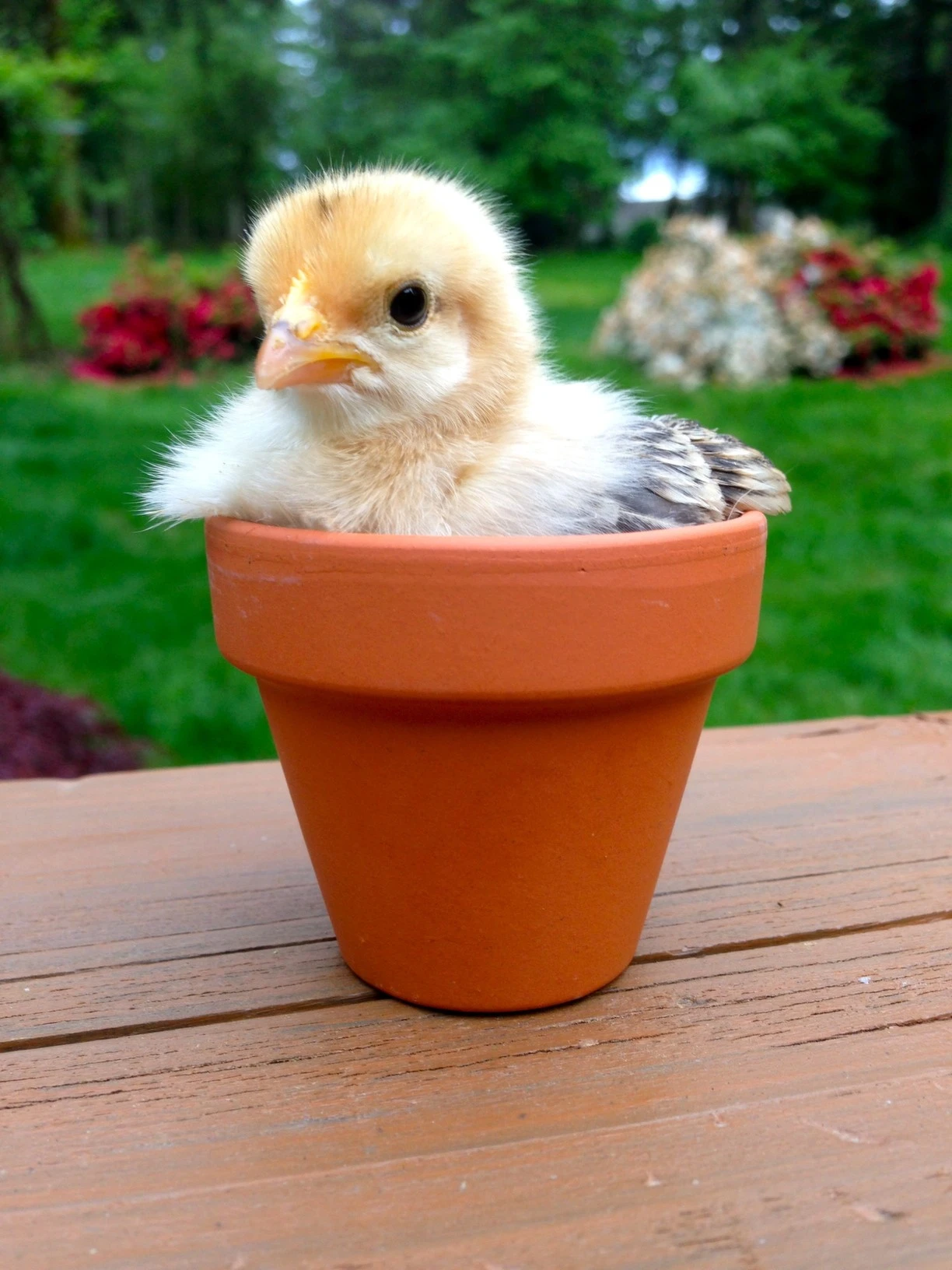 Tiny Flowerpot Chick