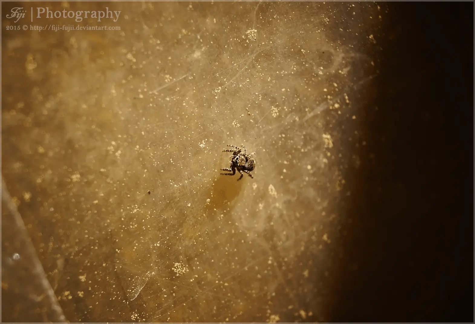 Tiny Jumping Spider