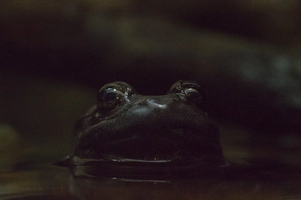 Togo slippery frog.webp