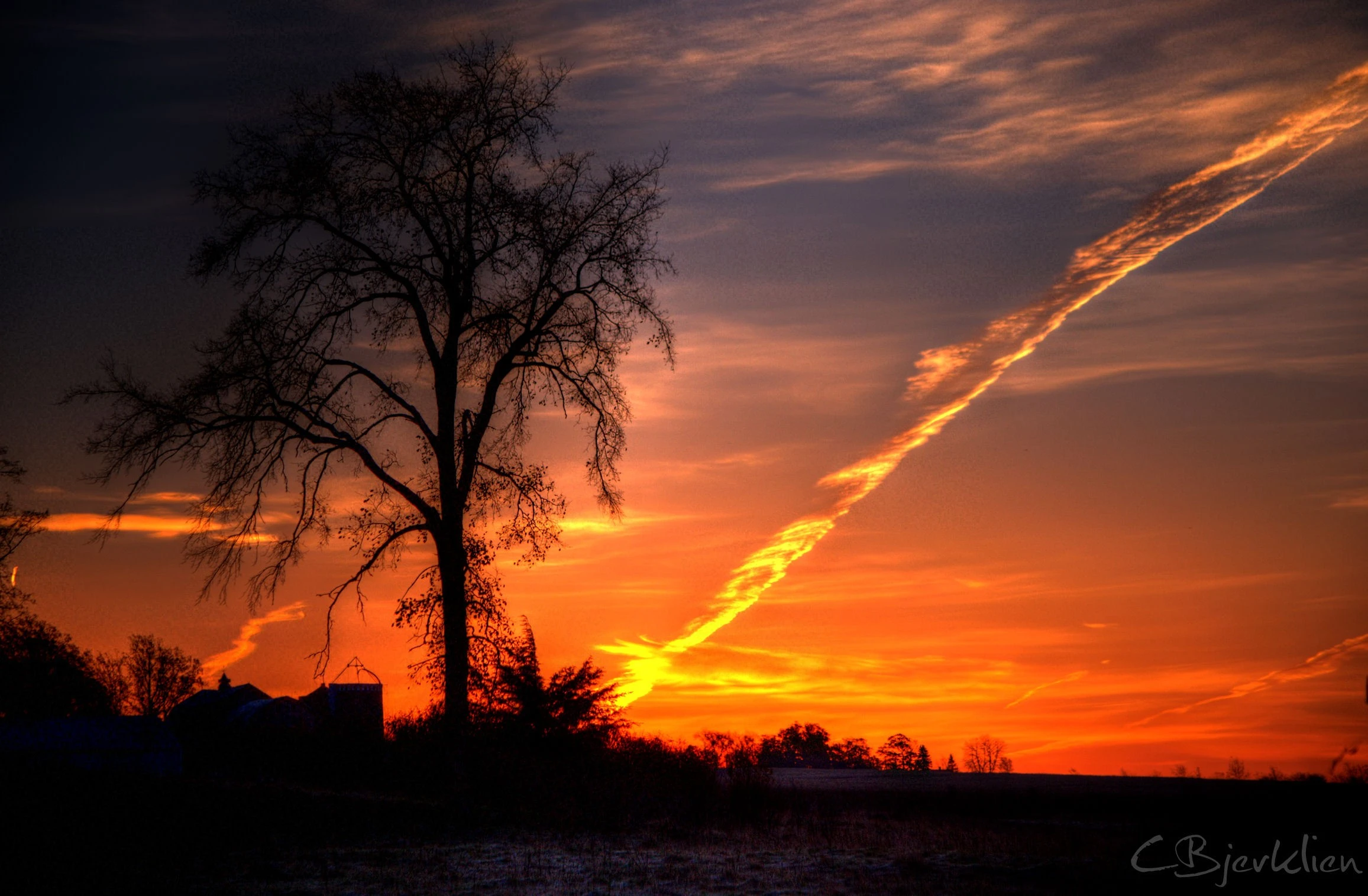 tonemapped tree