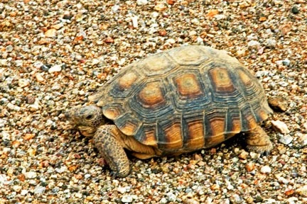 tortoise