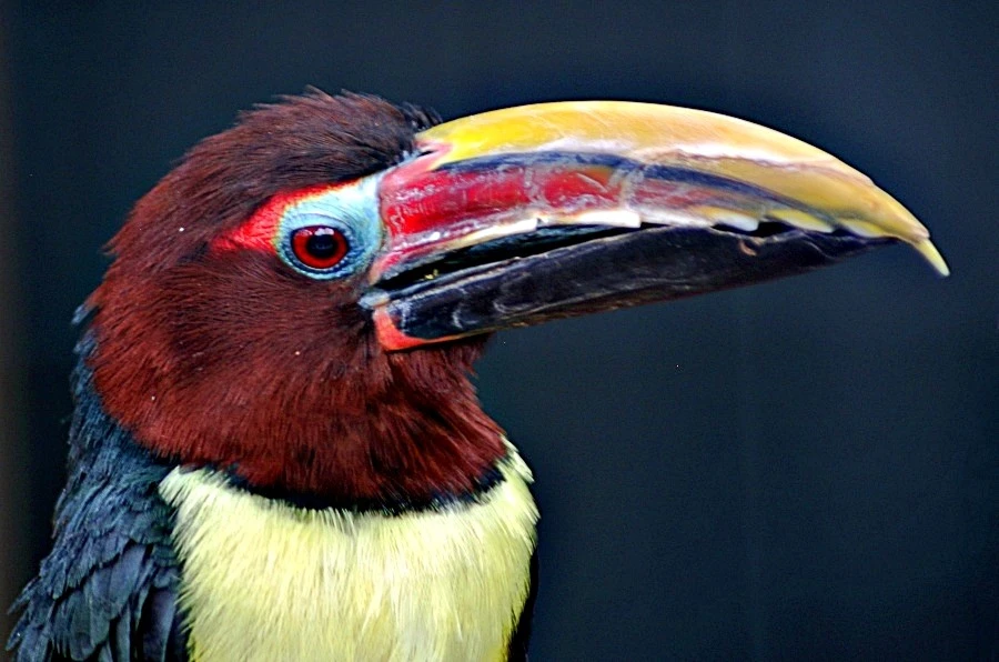 Toucan