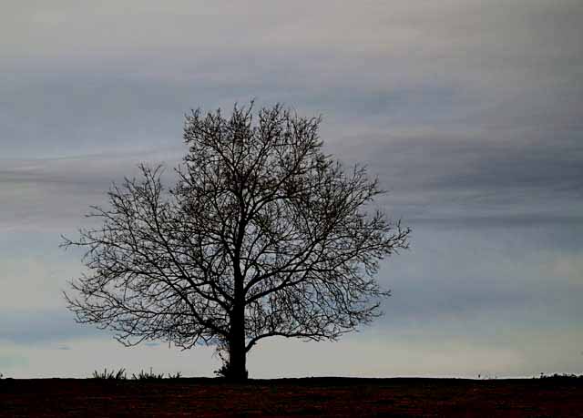 Tree against the sky