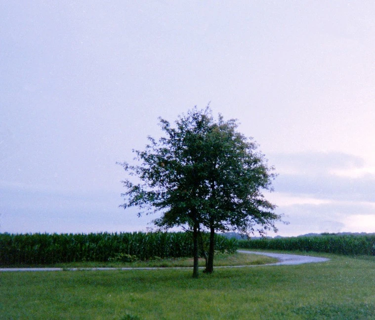 tree and road