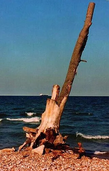 tree by the lake