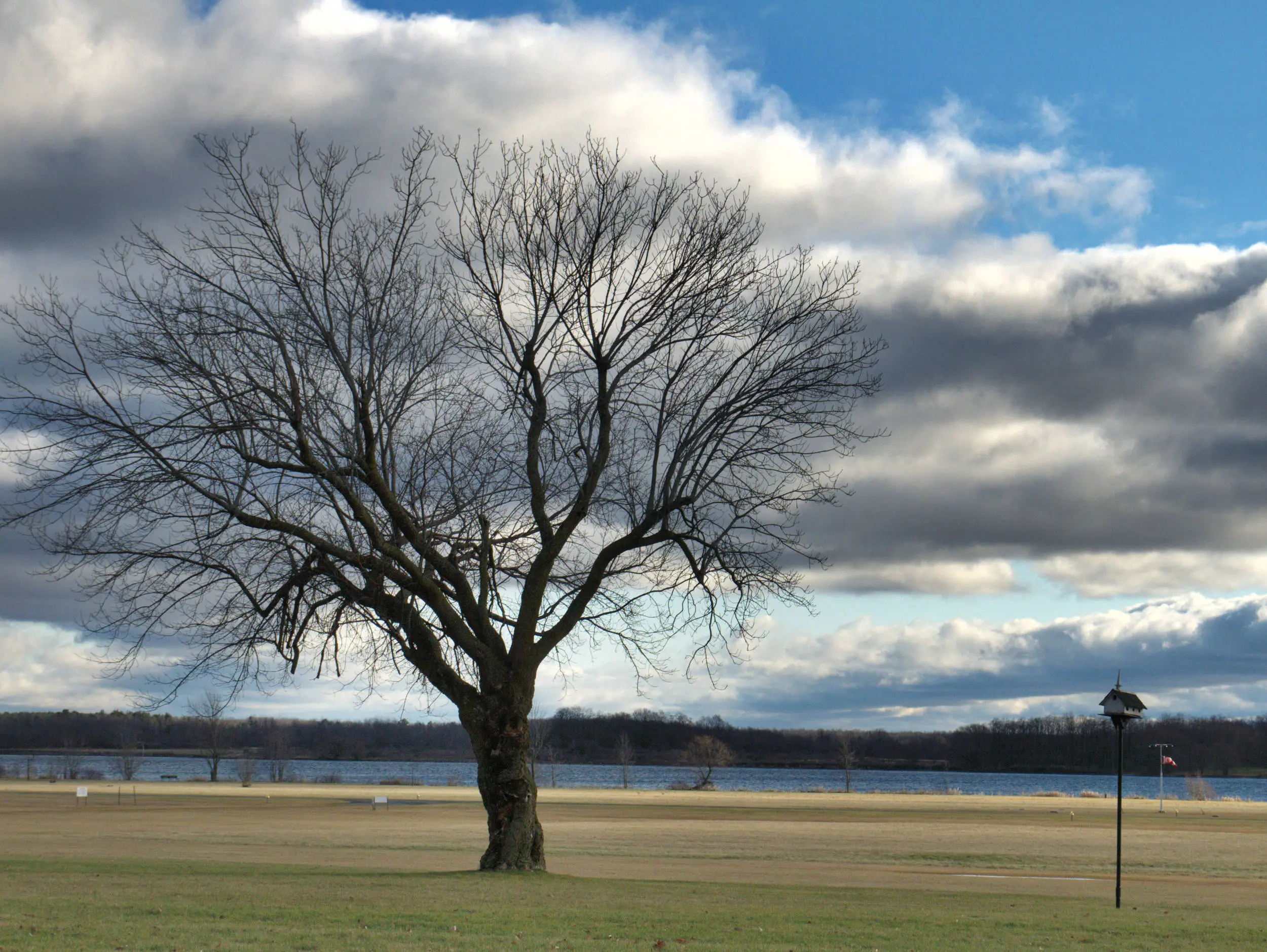 Tree in the Clouds
