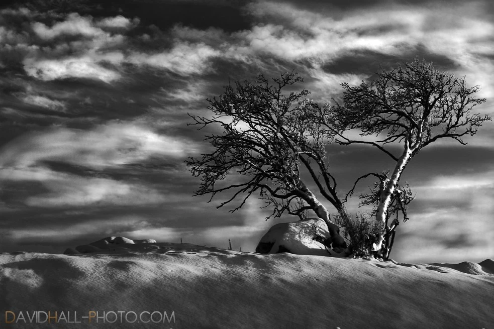Tree Rock