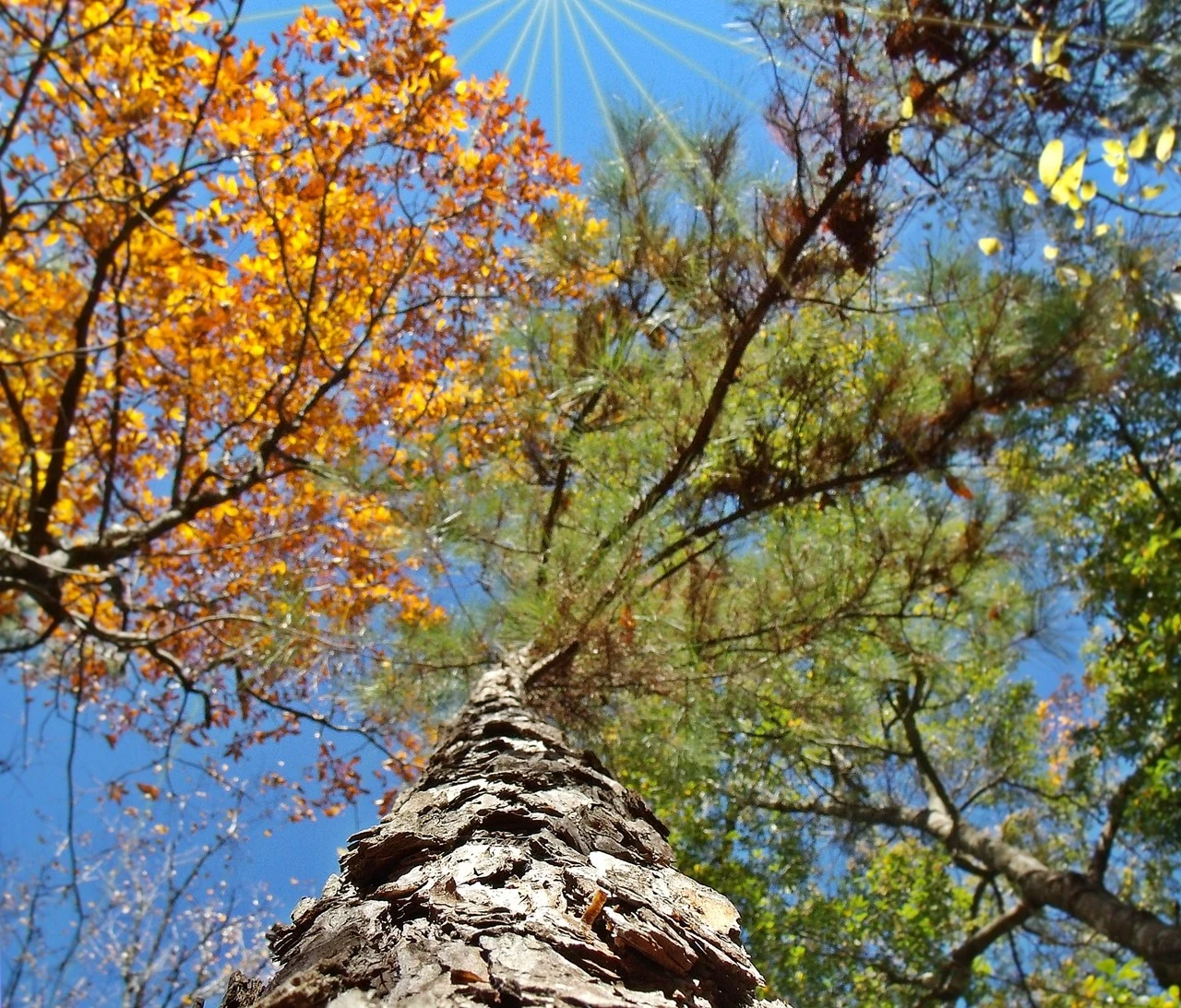 tree star