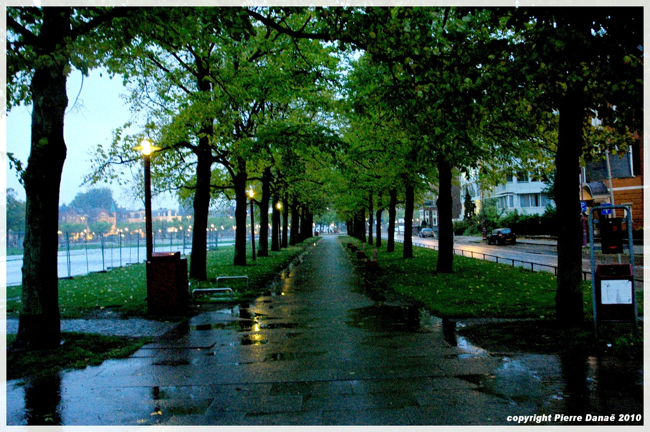 Tree Street View