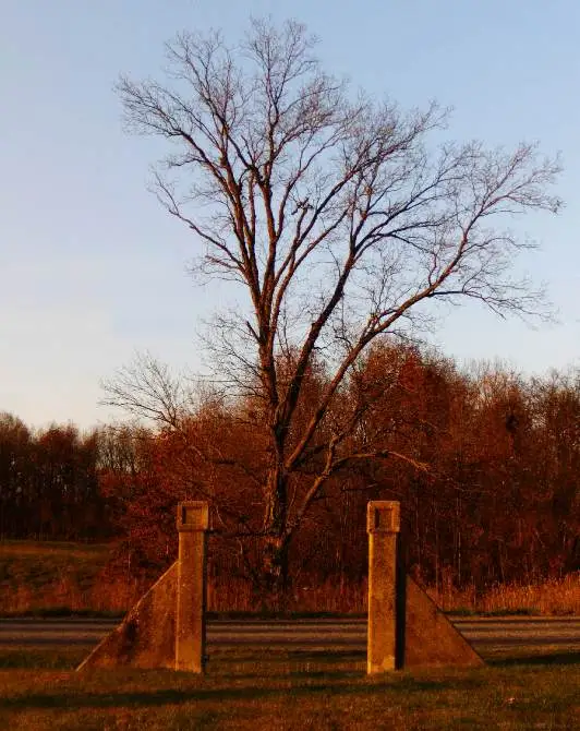tree