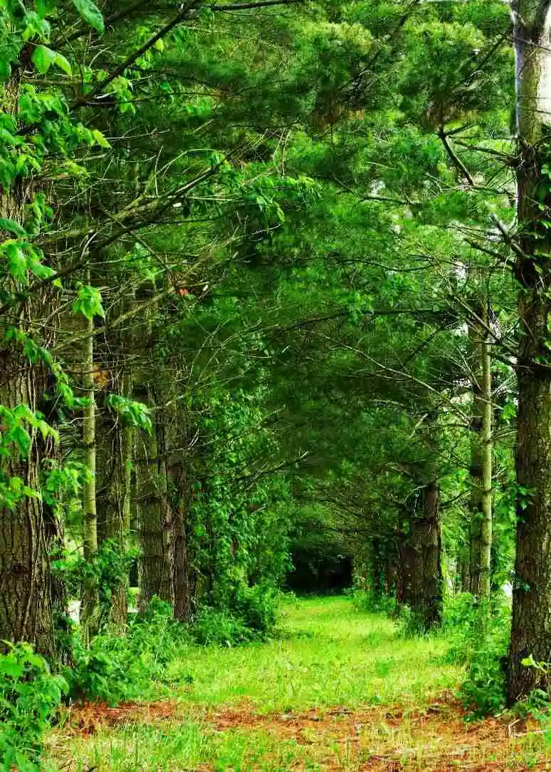 tree