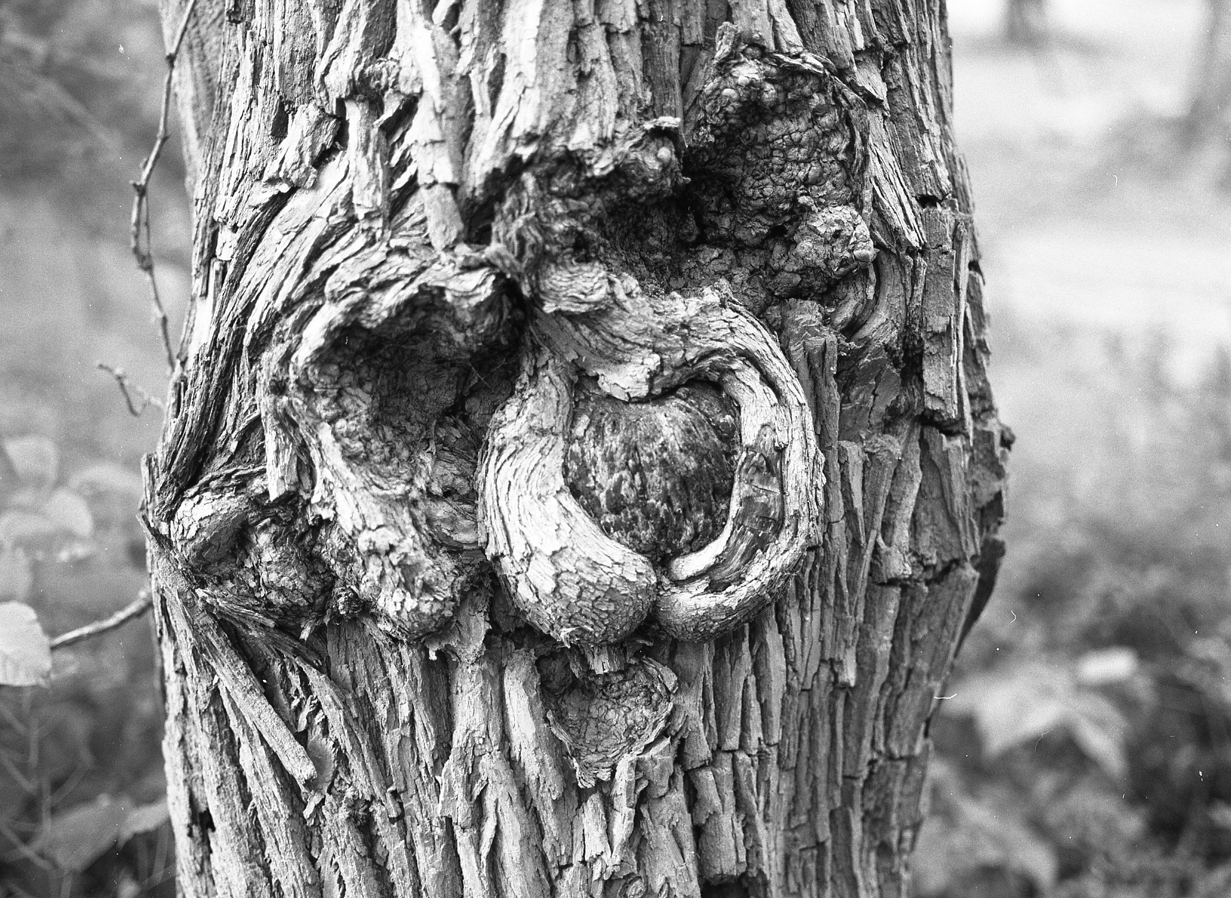 Treebeard closeup