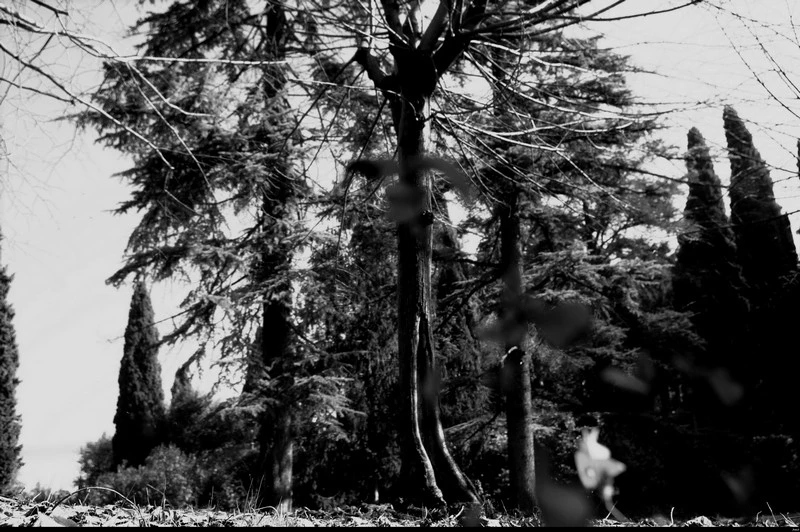 trees in sirmione