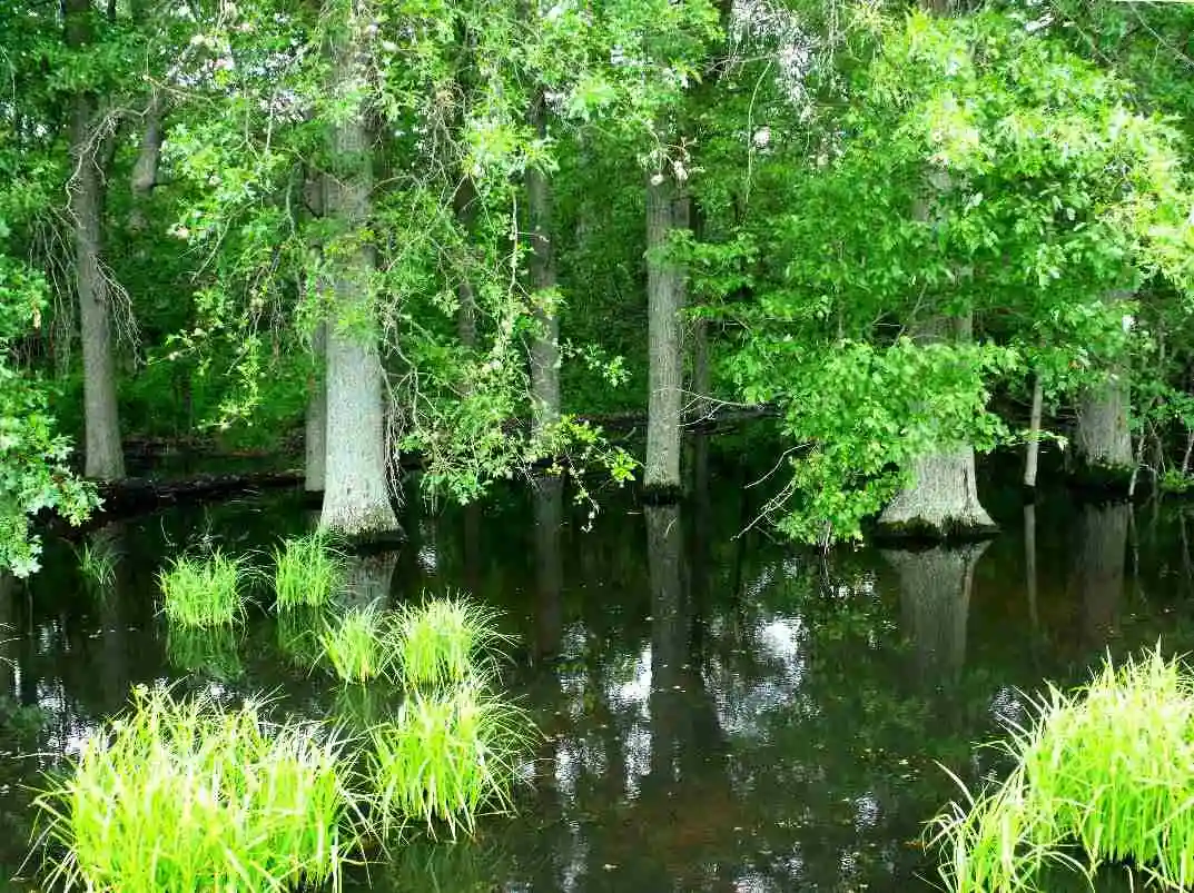 trees