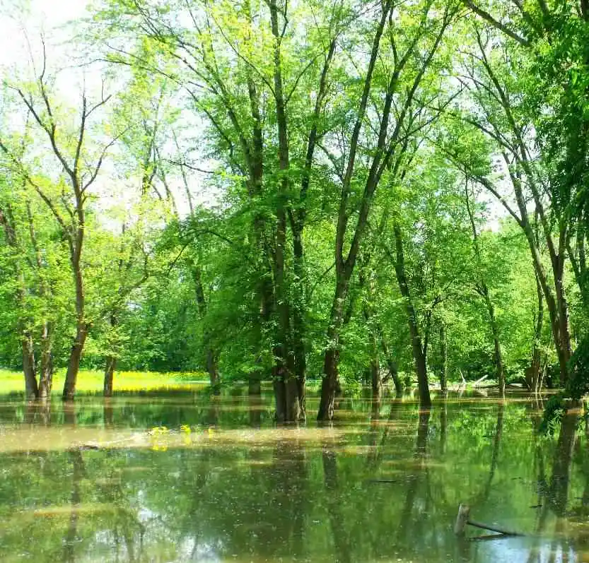 trees