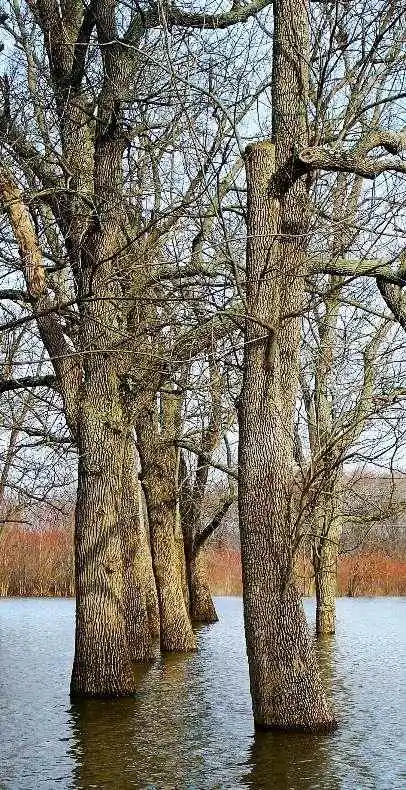 trees