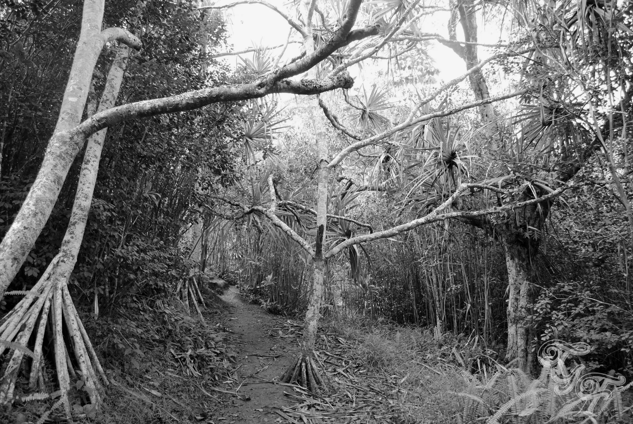 Trees