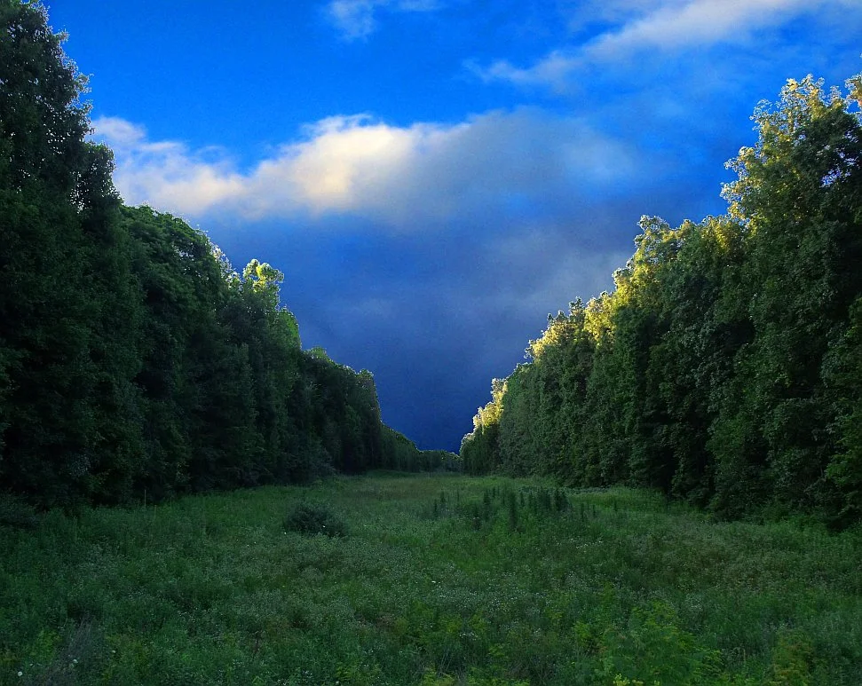 trees